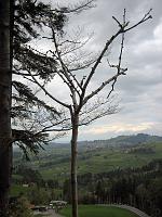  8. Mai 2010 - und immer noch warten die Blätter auf wärmeres Wetter